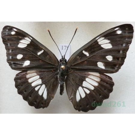 Limenitis reducta Staudinger, 1901 Pokłonnik anonyma Bulgaria17f
